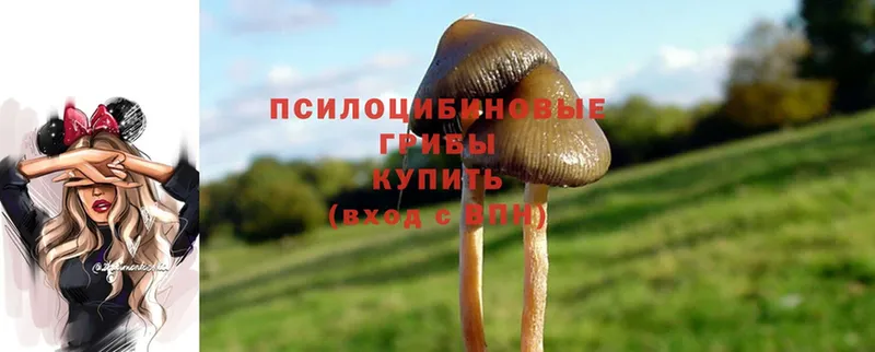 блэк спрут зеркало  Данков  Галлюциногенные грибы Cubensis 